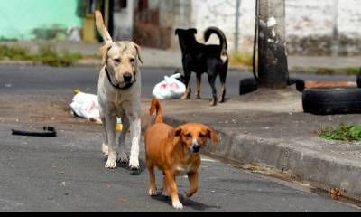 “Al perrito callejero”, el homenaje del intendente Mussi por el Día del Animal